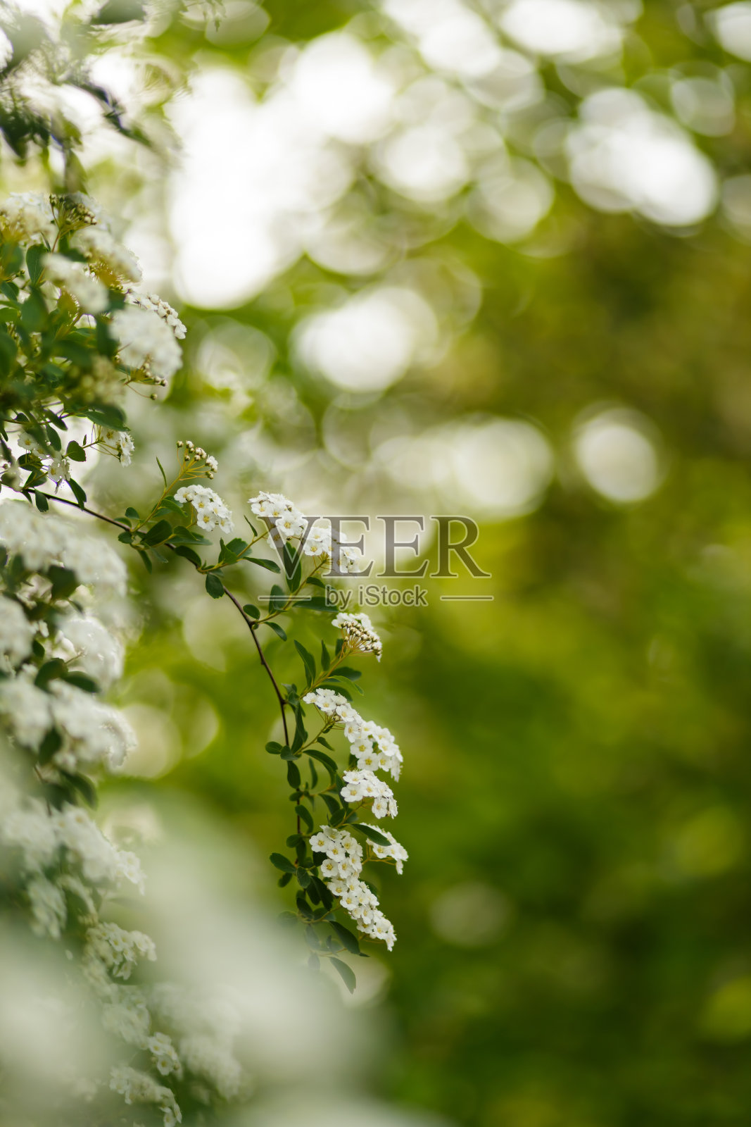 Spirea arguta开花。盛开的软穗绣线菊(新娘花环)。自然backround照片摄影图片