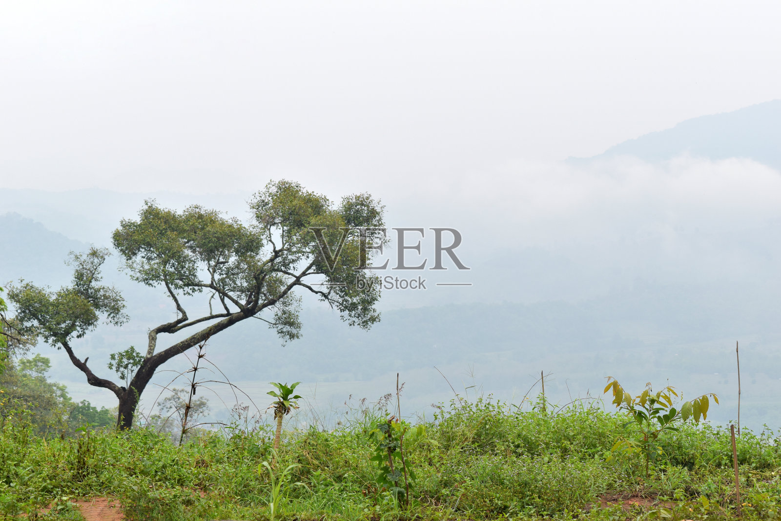 特写美丽的绿色自然景观自然背景照片摄影图片