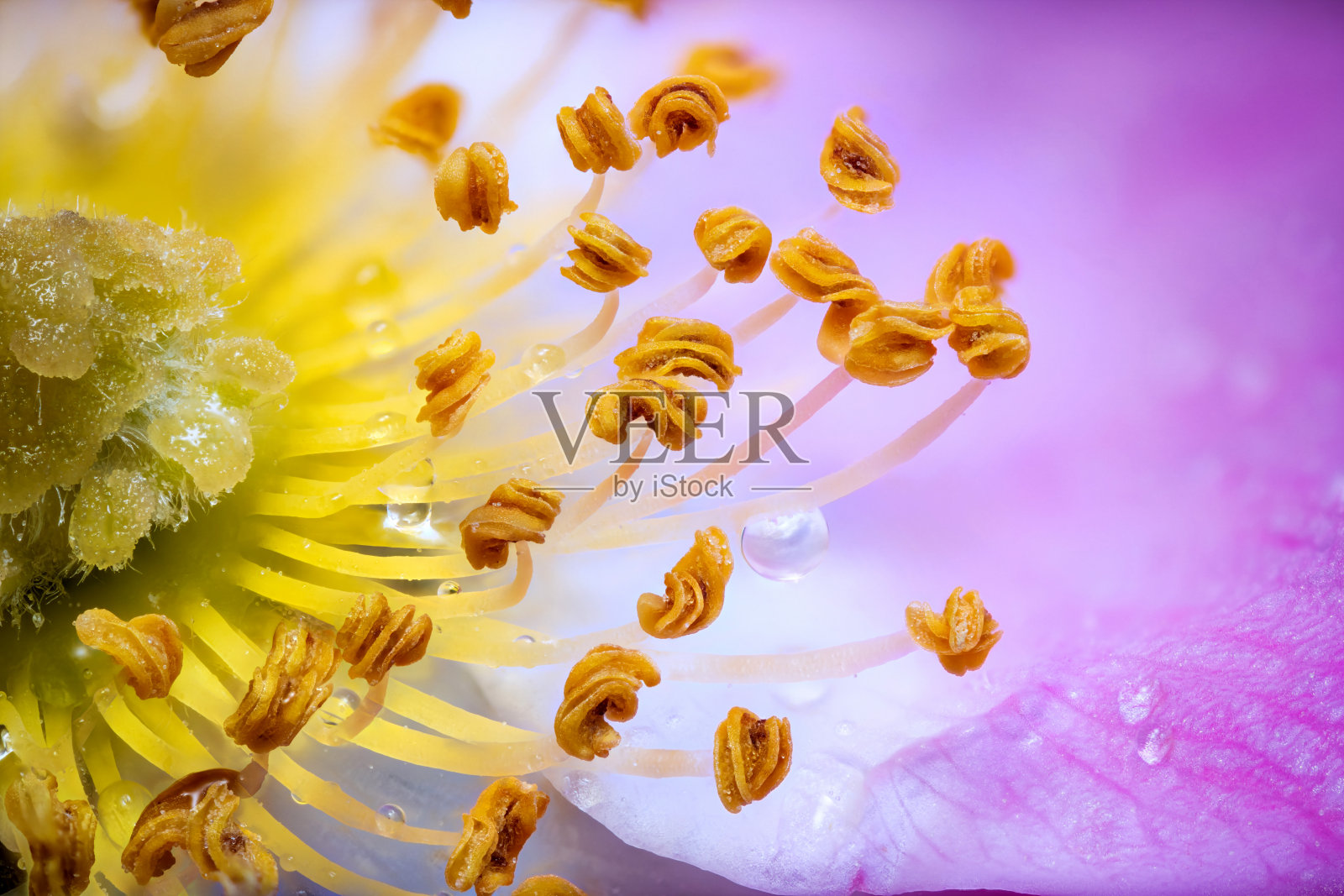 带有选择性焦点的宏观蔷薇果花照片摄影图片