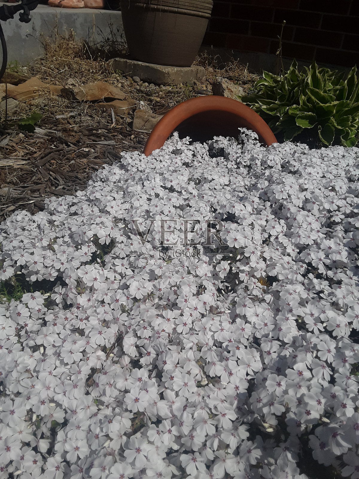 花洒照片摄影图片