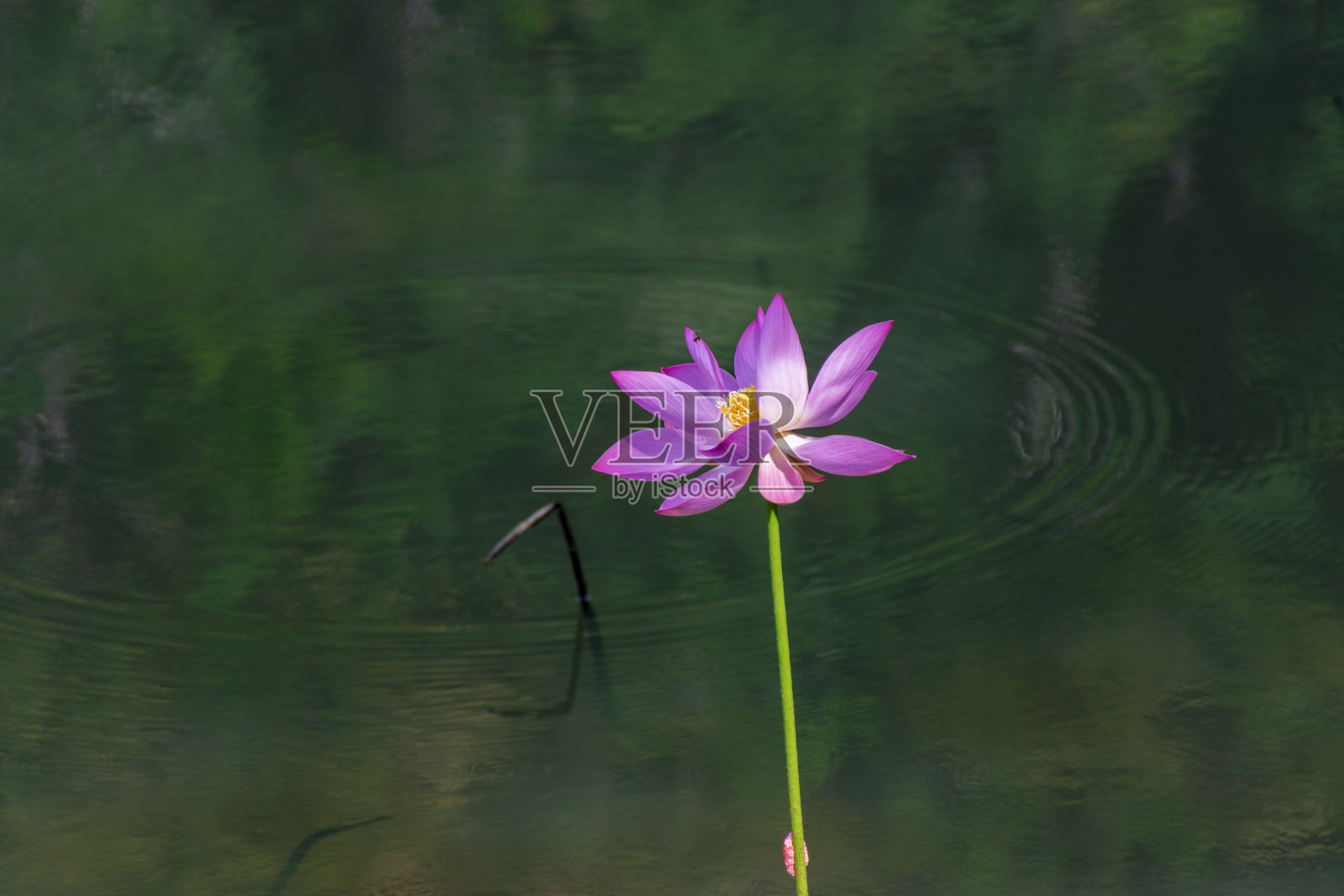 池塘里的荷花照片摄影图片