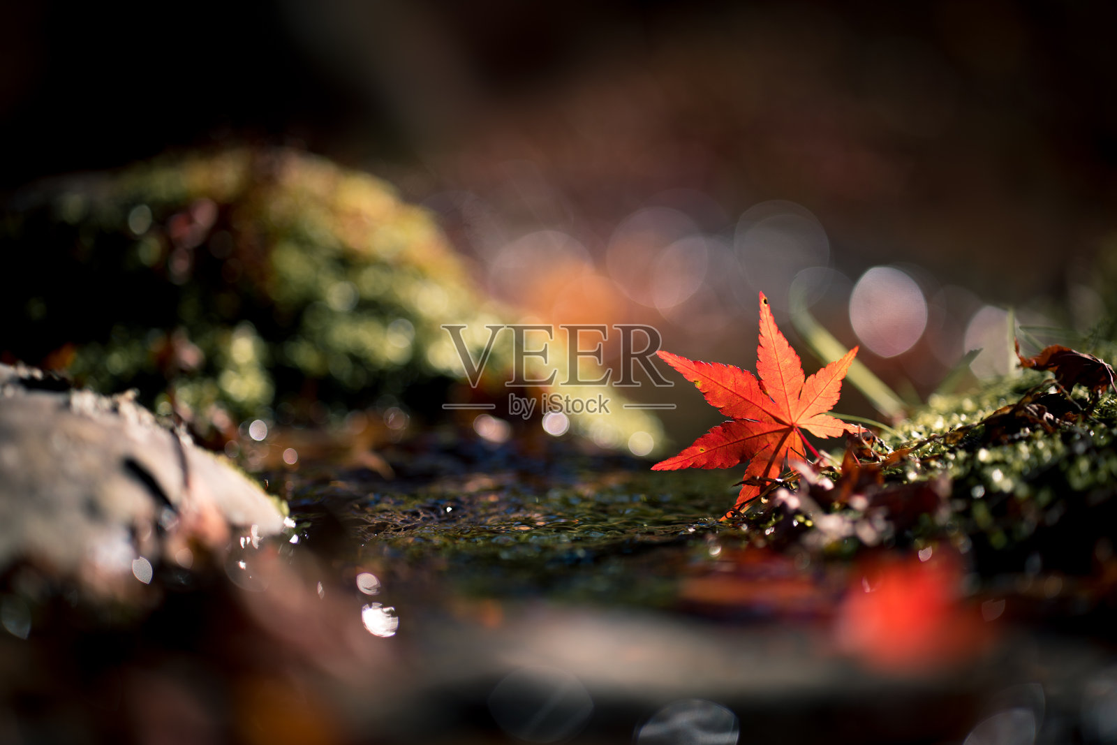 一个单一的背光枫叶在流动的溪流在秋天的日本花园照片摄影图片