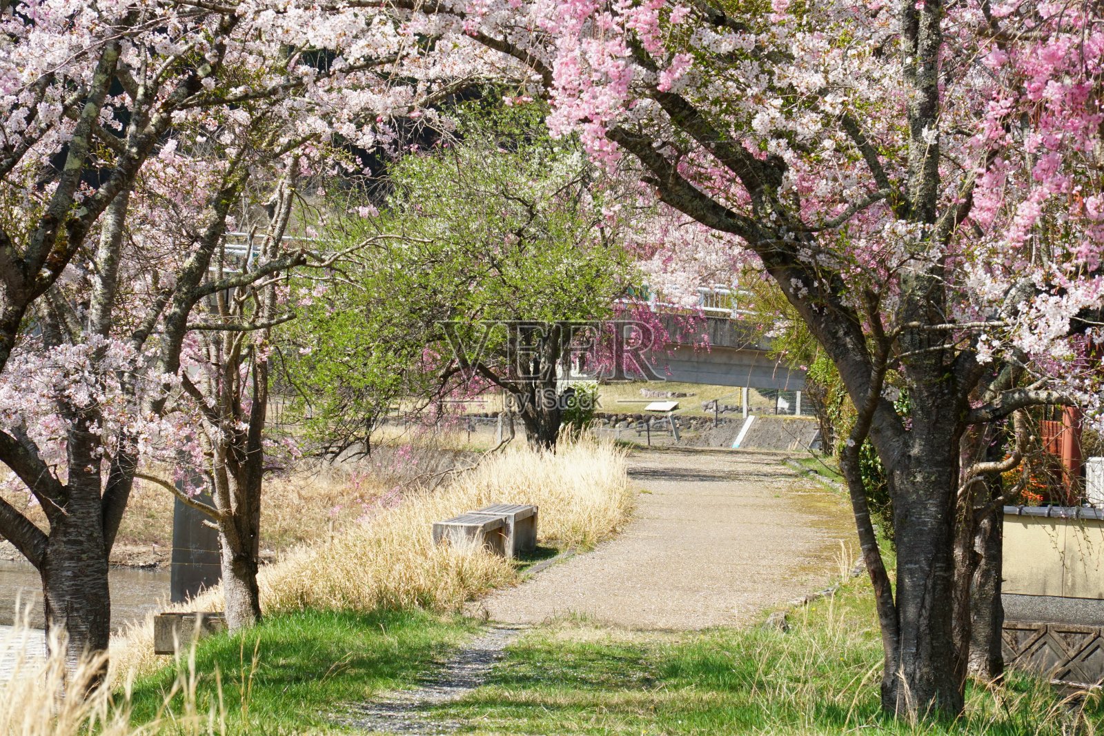 美丽的樱花路照片摄影图片