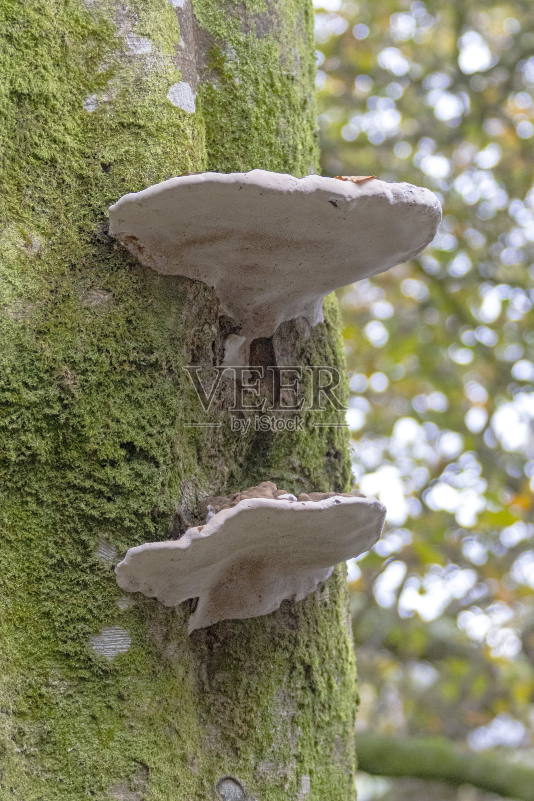生长在树干上的真菌照片摄影图片