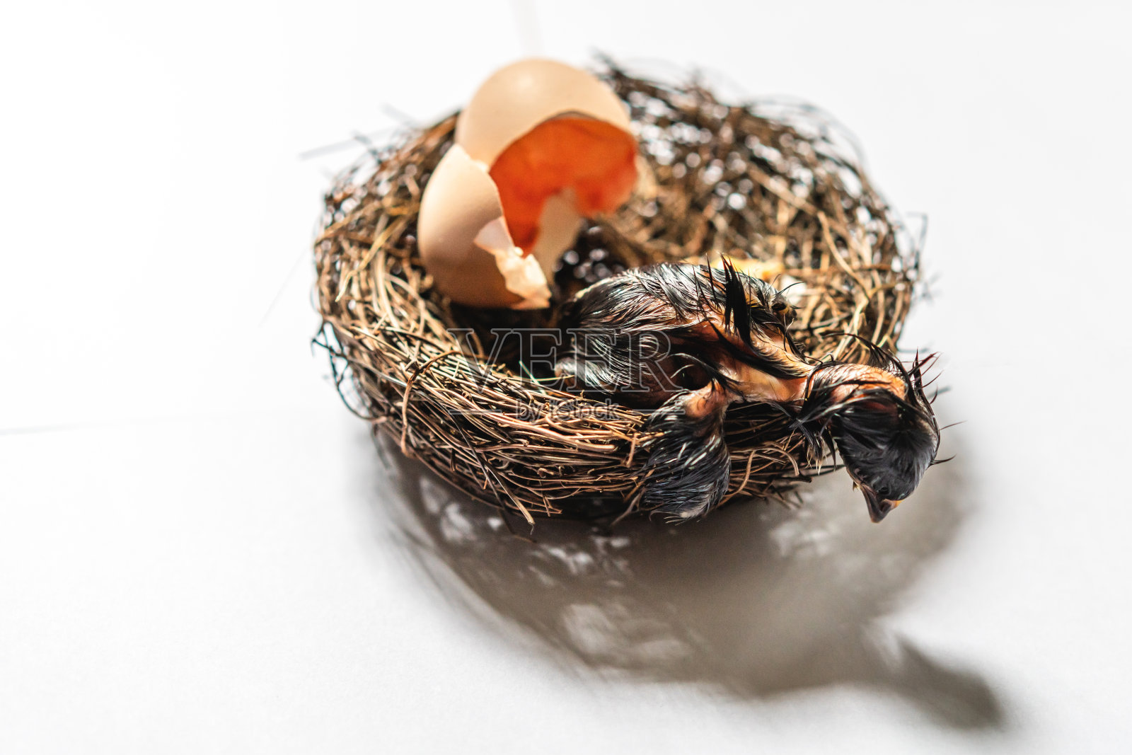 刚出生的小鸡照片摄影图片