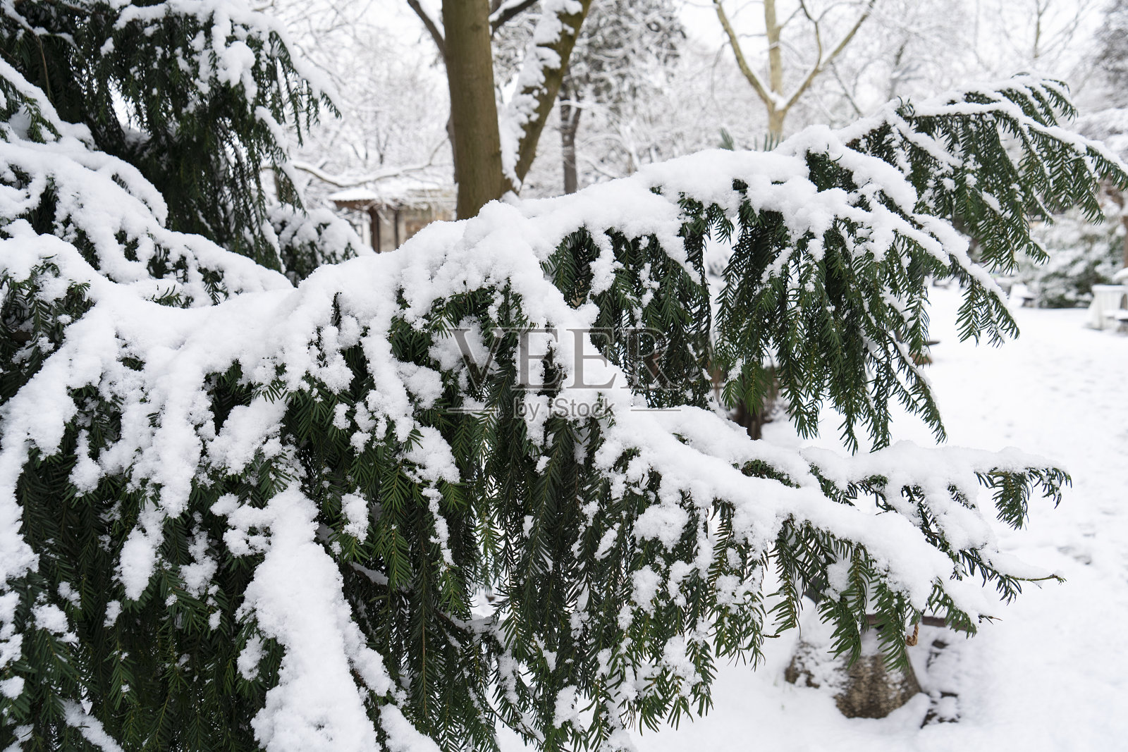 结霜松枝树照片摄影图片