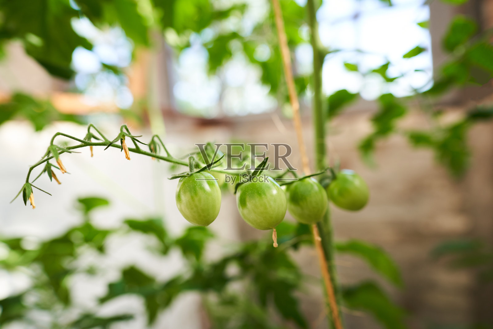 农场里生长的圣女果特写照片摄影图片