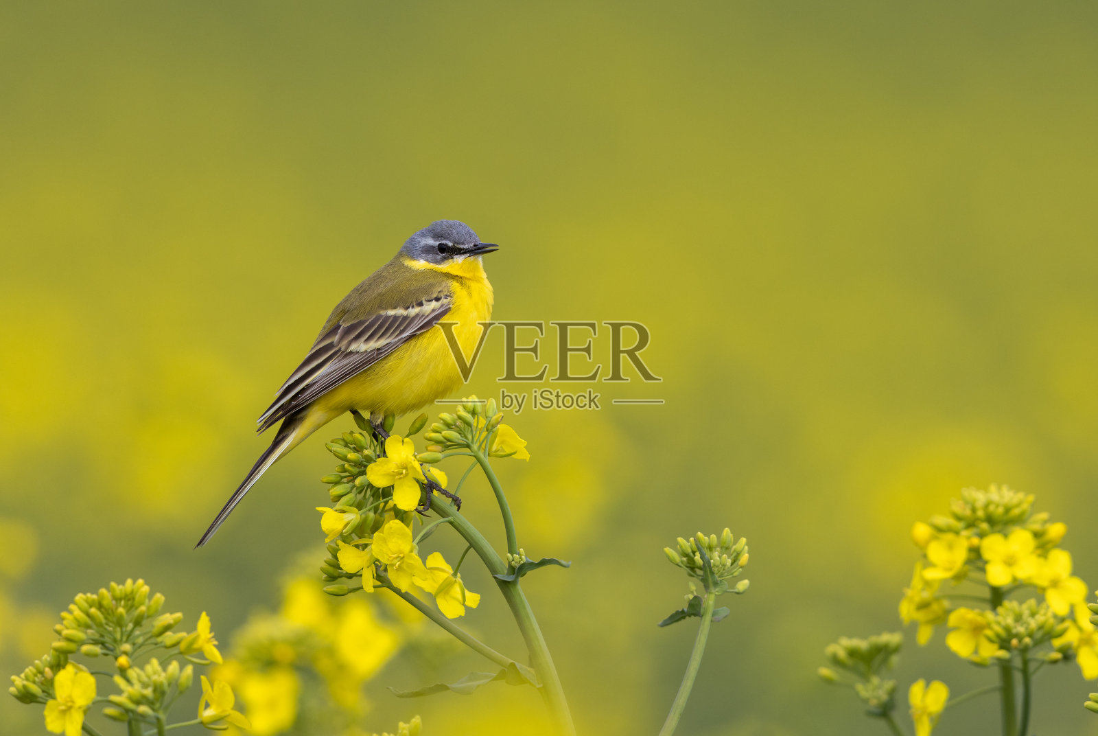 西方黄色鹡鸰照片摄影图片