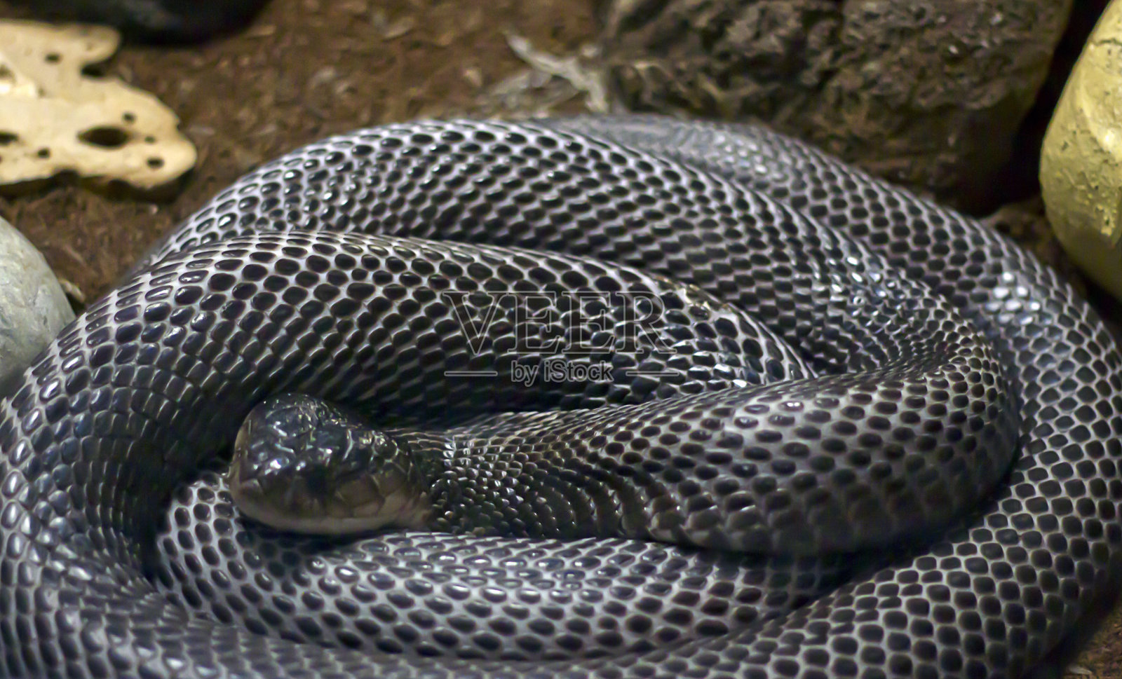 戴单眼镜的眼镜蛇照片摄影图片