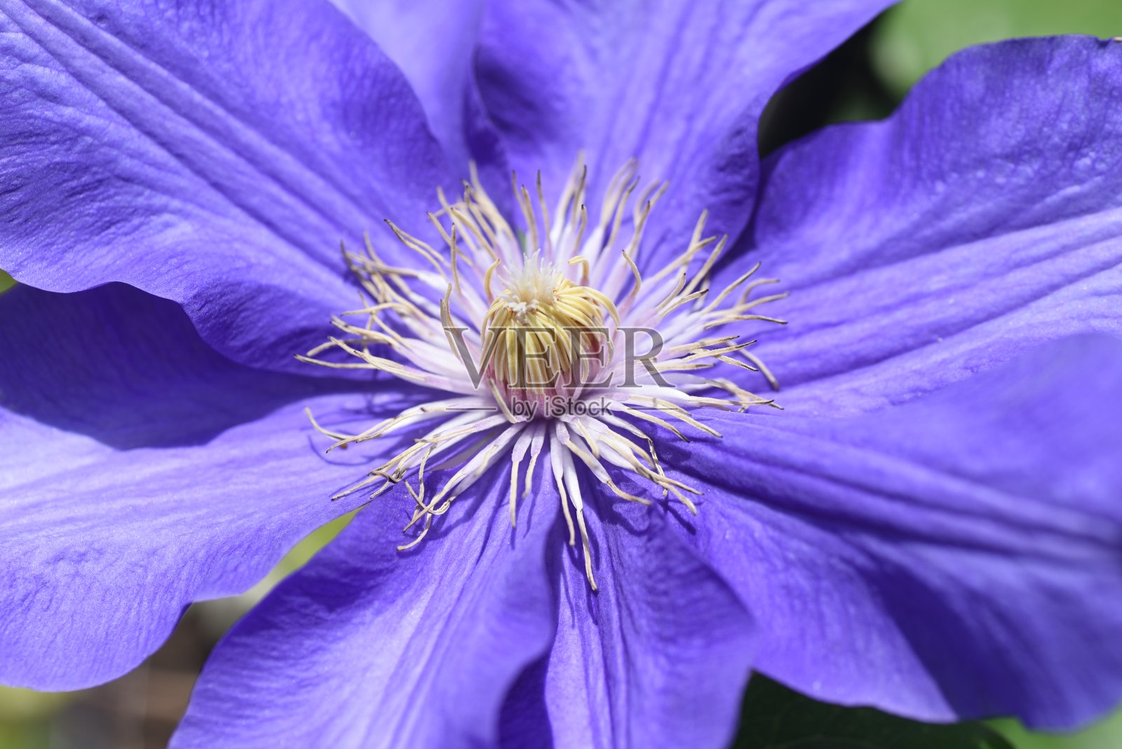 铁线莲的花。照片摄影图片