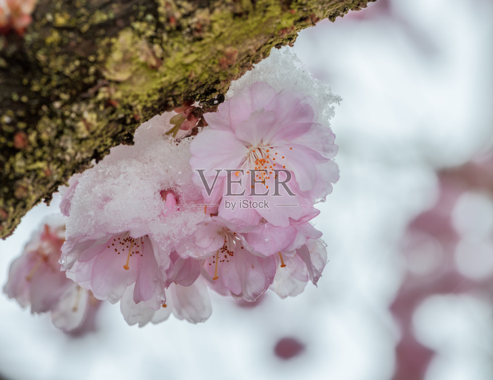 白雪覆盖着粉红色的樱花照片摄影图片