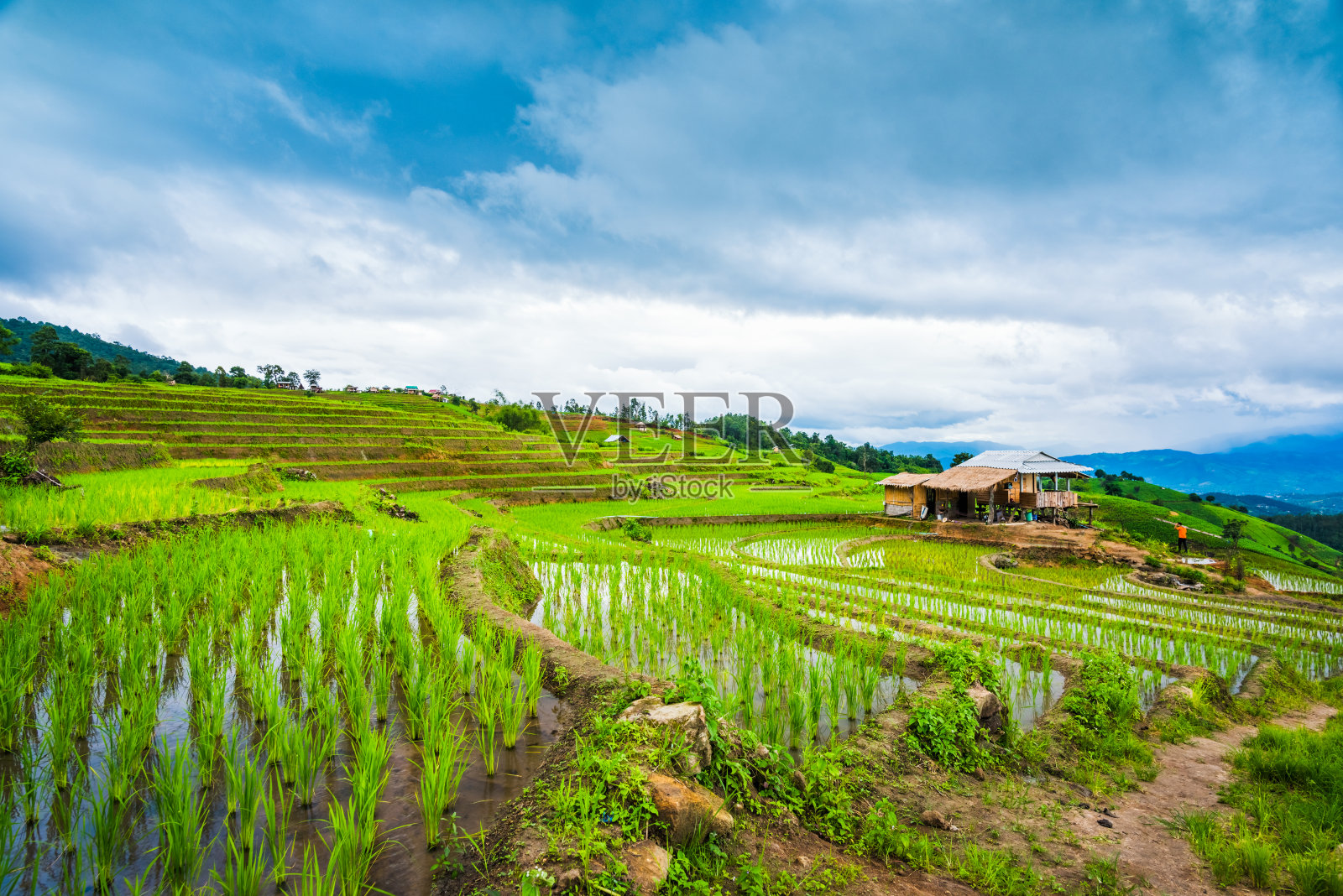 以山景为背景的稻田种植景观照片摄影图片