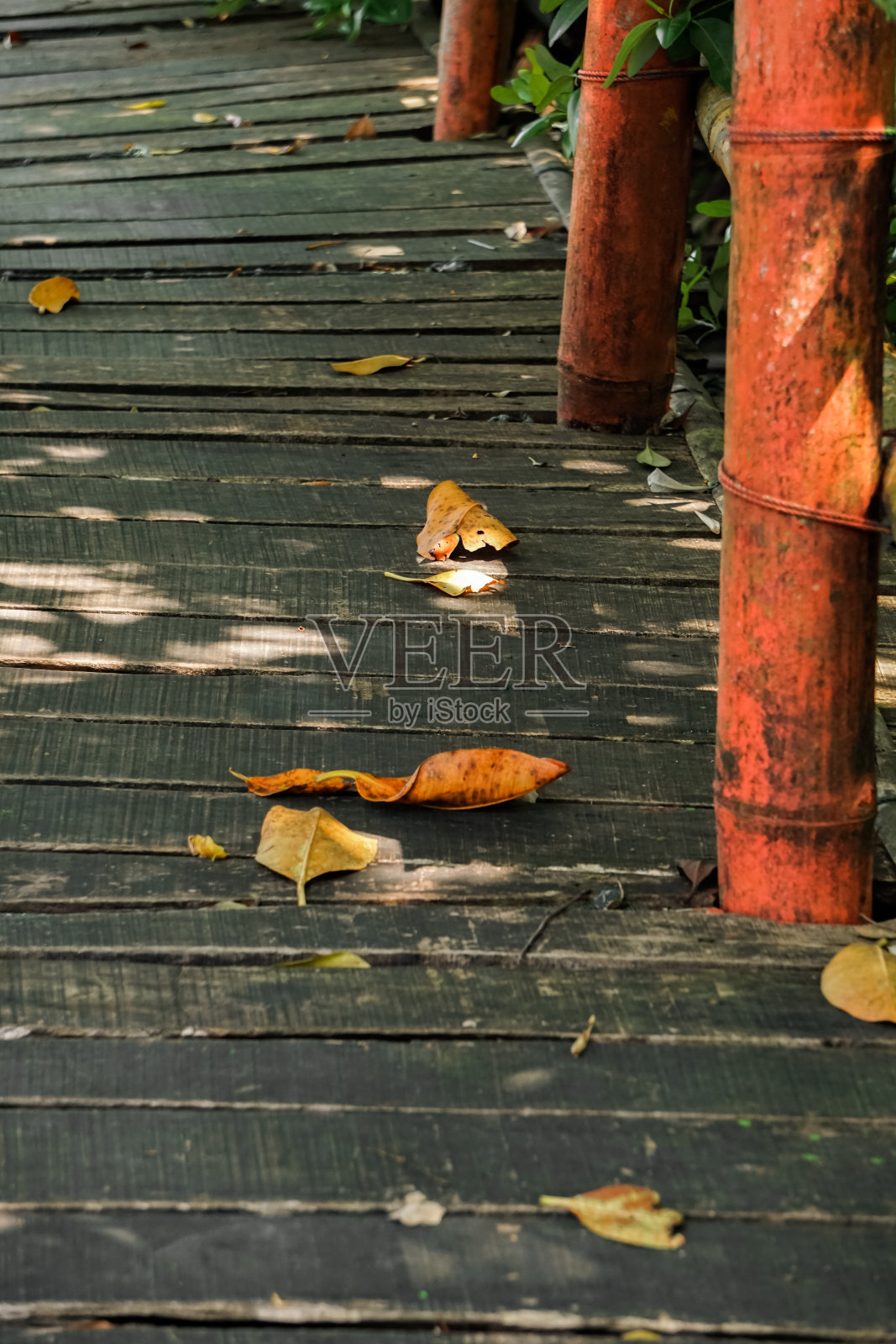 红树林之间的桥梁照片摄影图片