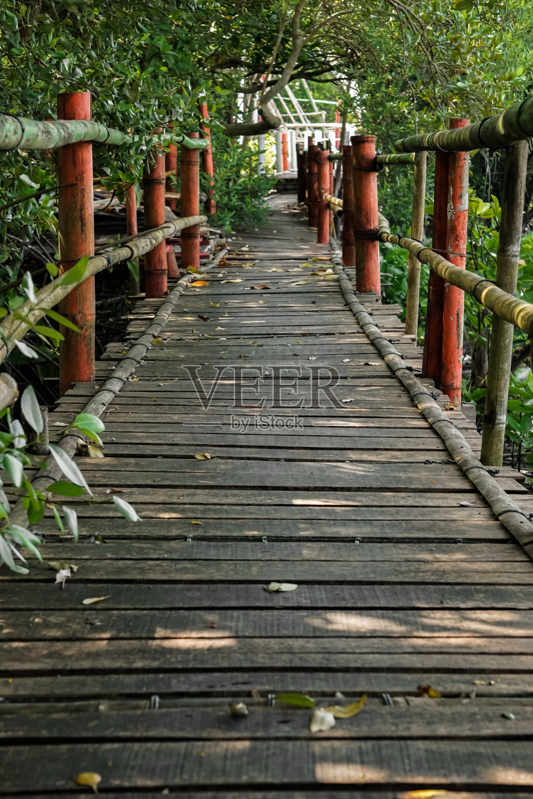 红树林之间的桥梁照片摄影图片