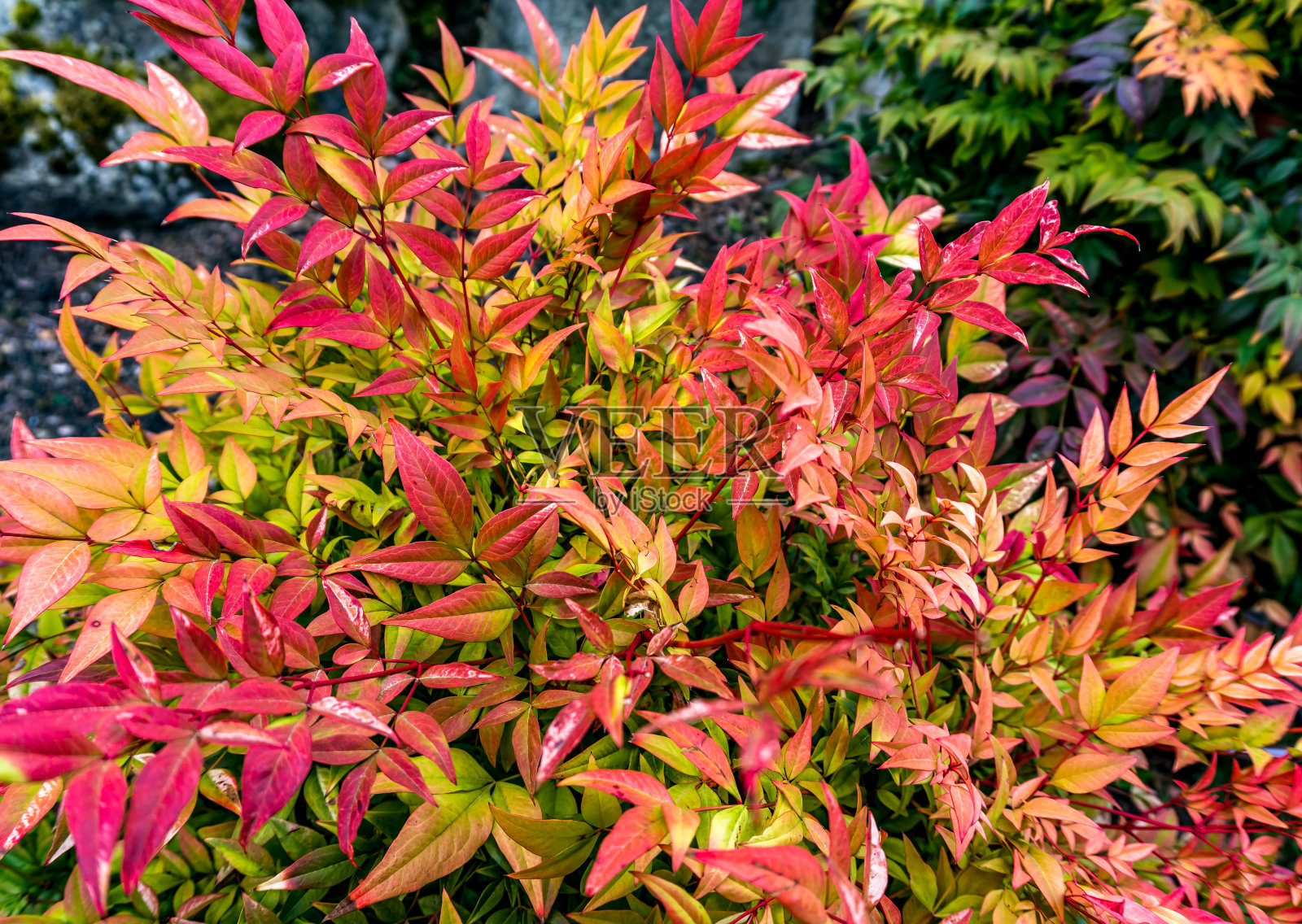 才华横溢的叶子特写照片摄影图片