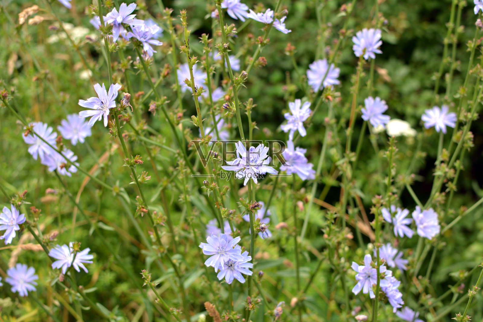 菊苣(菊苣属)照片摄影图片