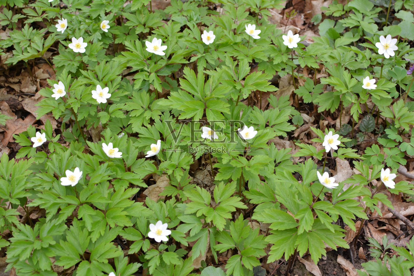 在野外开花的是早春多年生植物海葵照片摄影图片