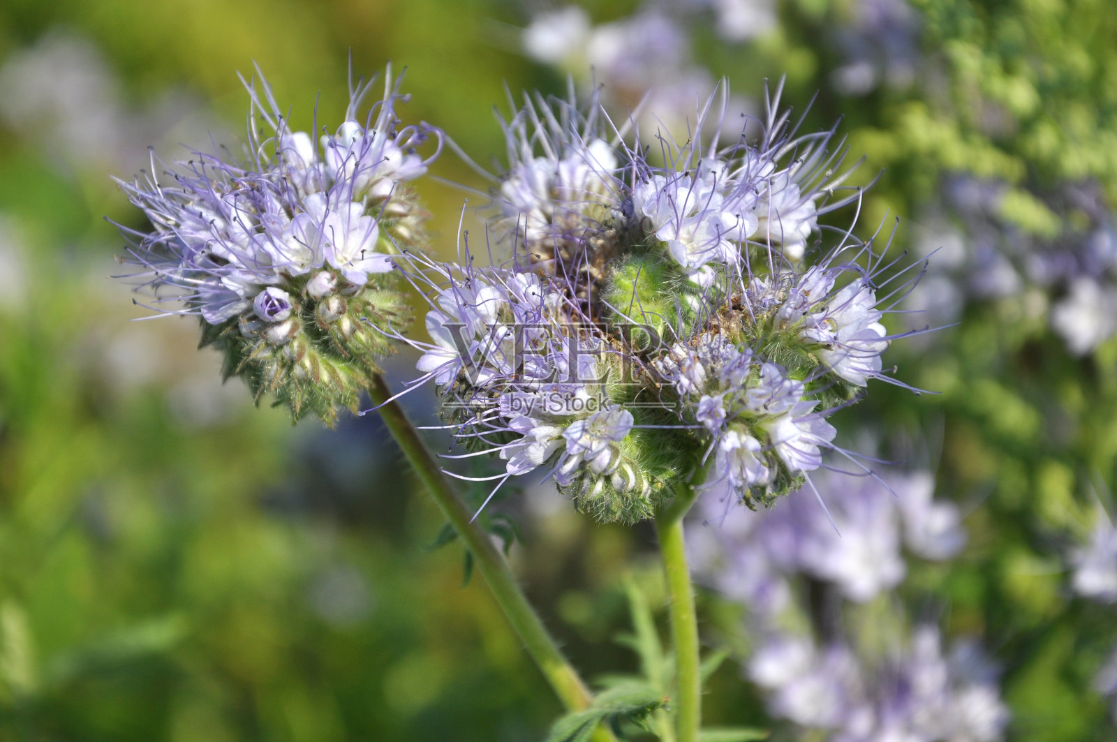 田野里正盛开着相思花照片摄影图片