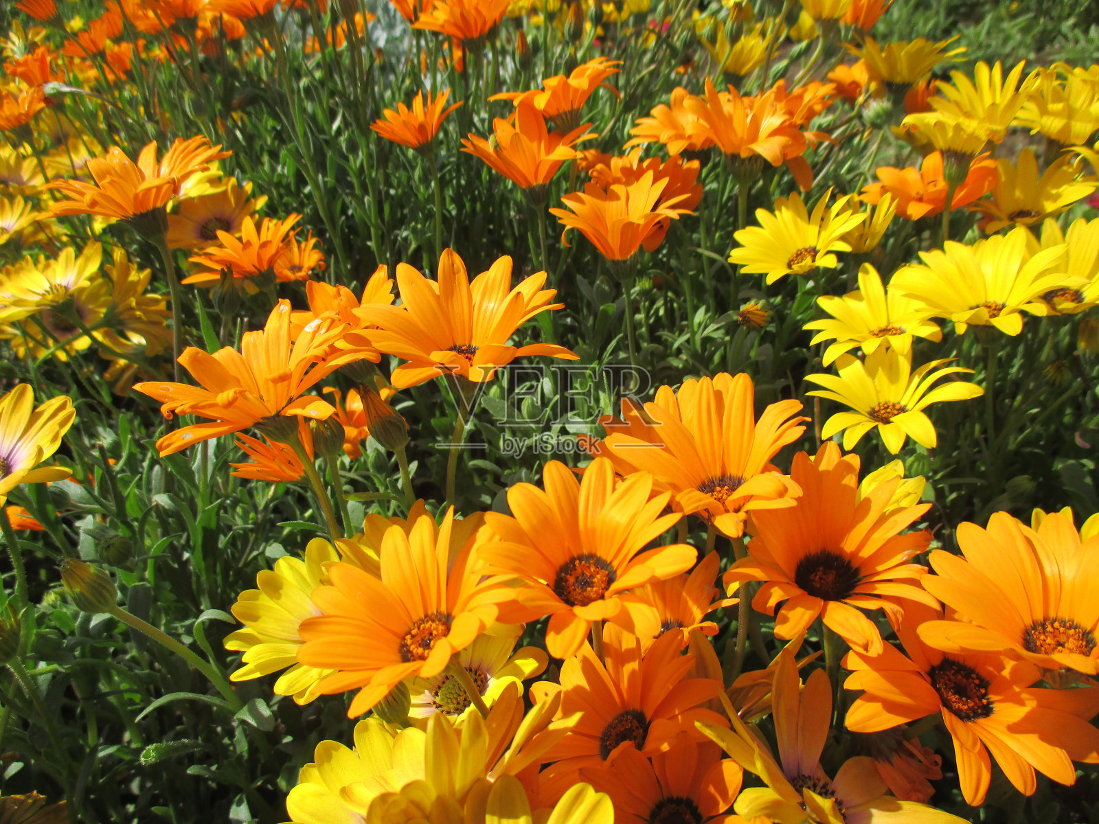 鲜艳的橙色和黄色在春天的花坛里绽放着美丽的花朵照片摄影图片