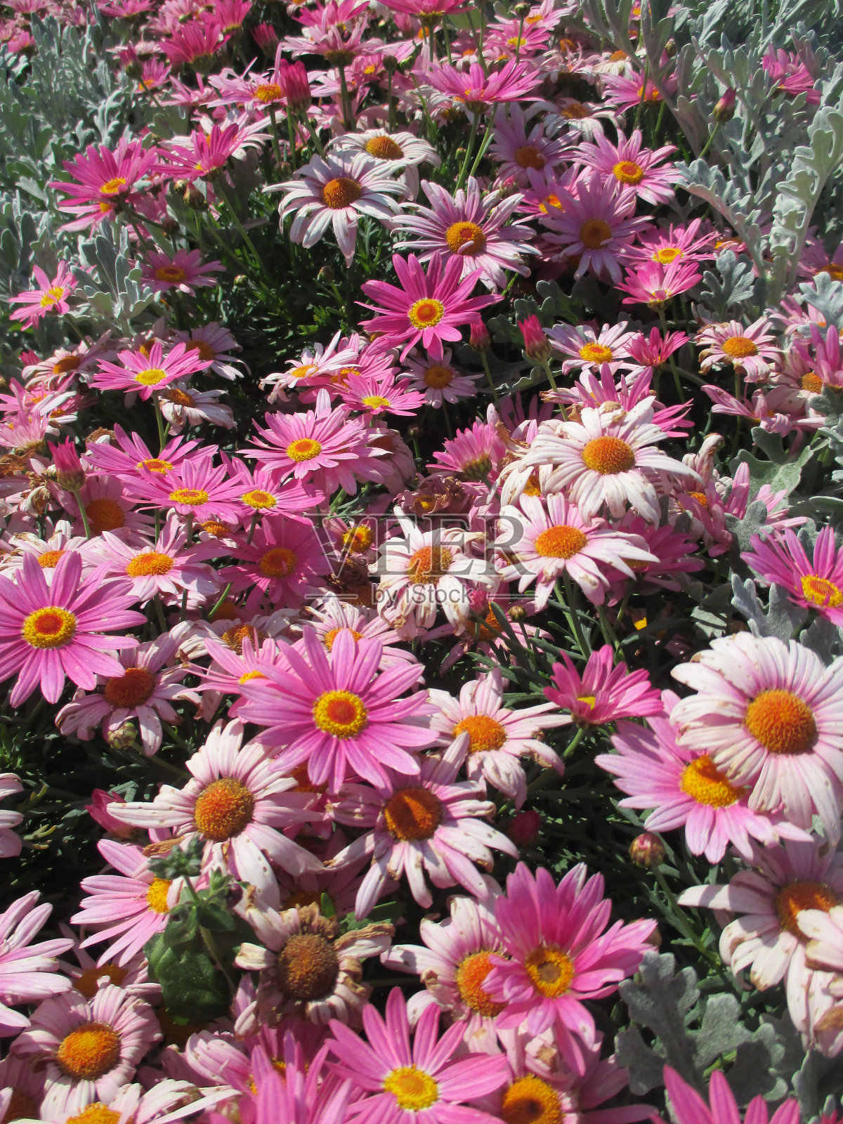 粉红色的骨精在春天的花坛里美丽地绽放照片摄影图片