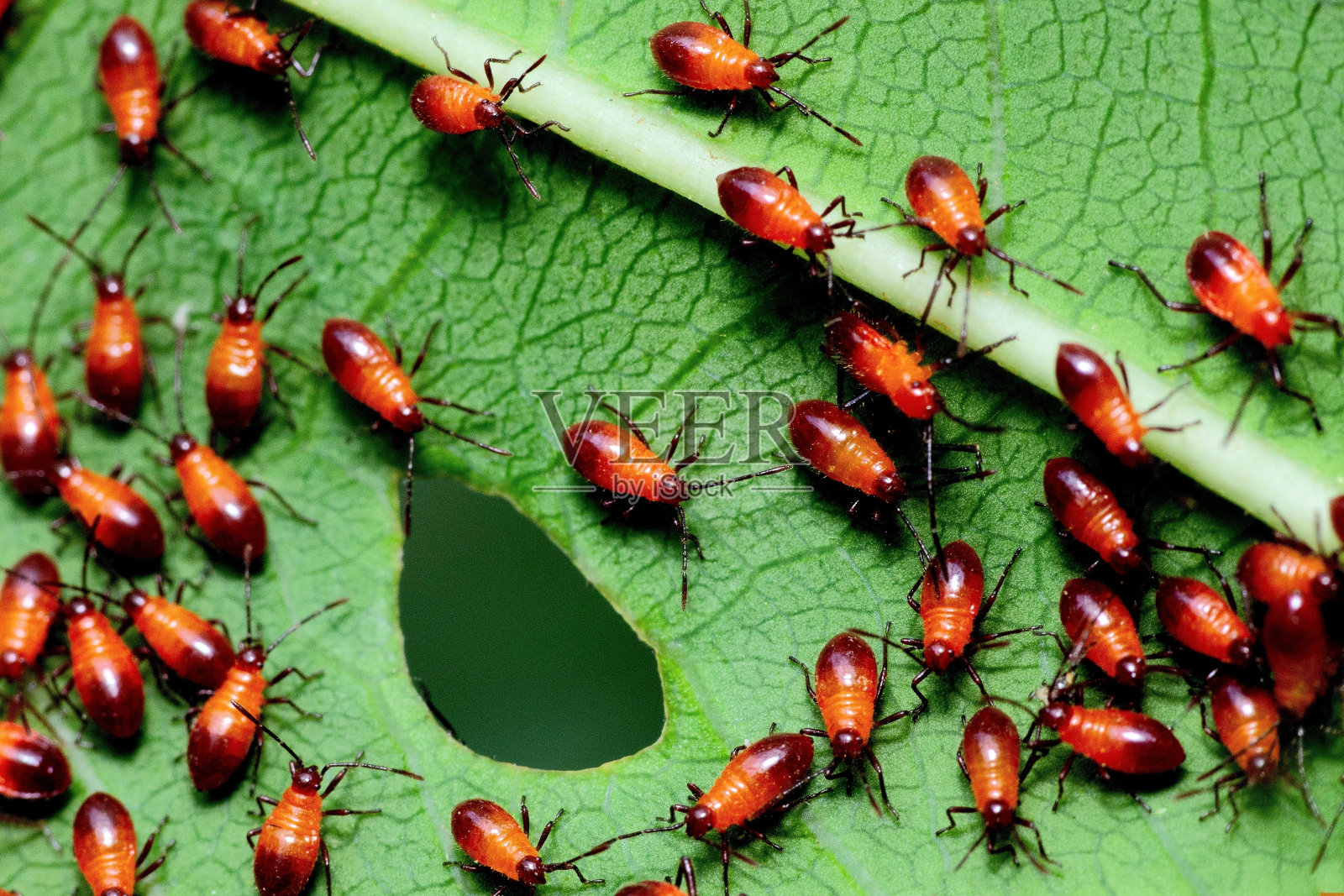 封闭的年轻红棉虫对叶-动物行为。照片摄影图片