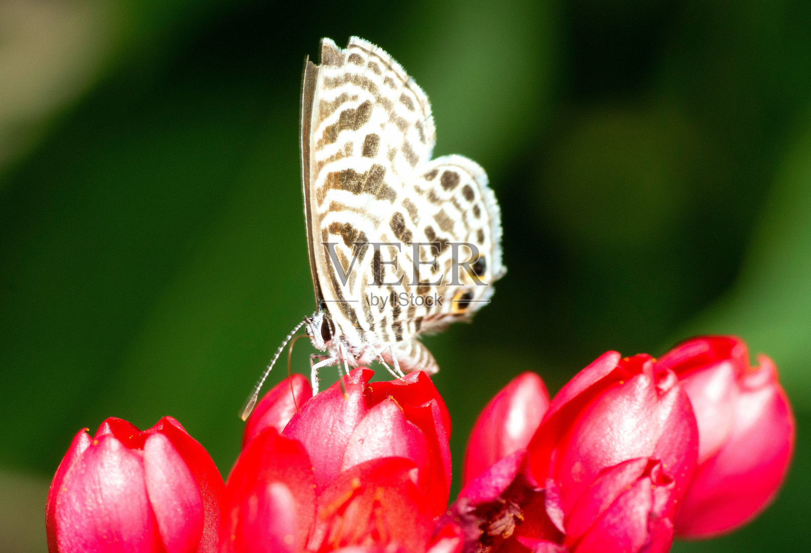 蝴蝶对红色花朵的动物行为。照片摄影图片