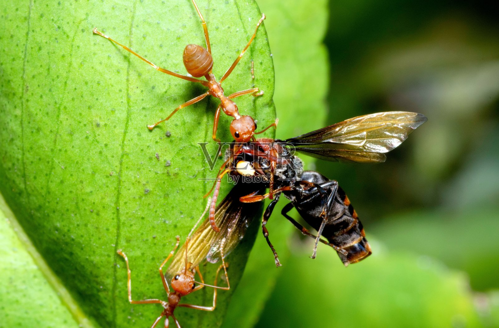 蚂蚁驮着蜜蜂筑巢觅食——动物行为。照片摄影图片