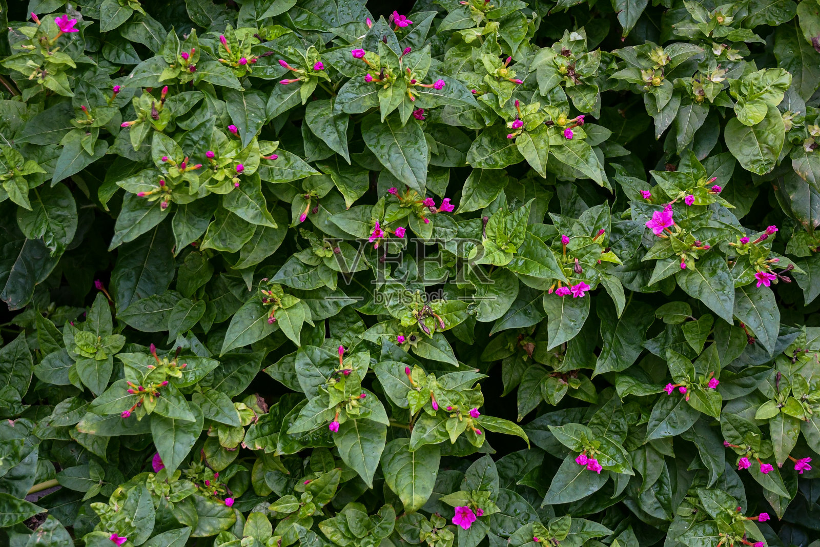 一株盛开的紫茉莉的细节，被称为Perù或四点钟花的奇迹，意大利利古里亚照片摄影图片