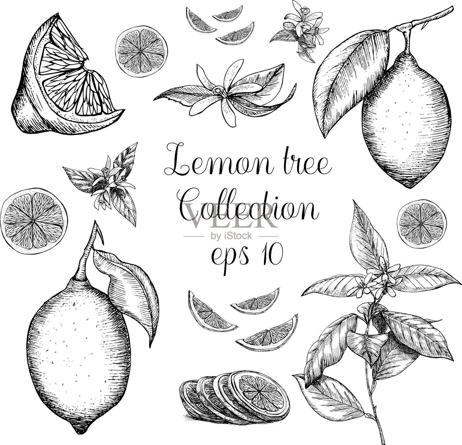 手绘柠檬设计元素图片