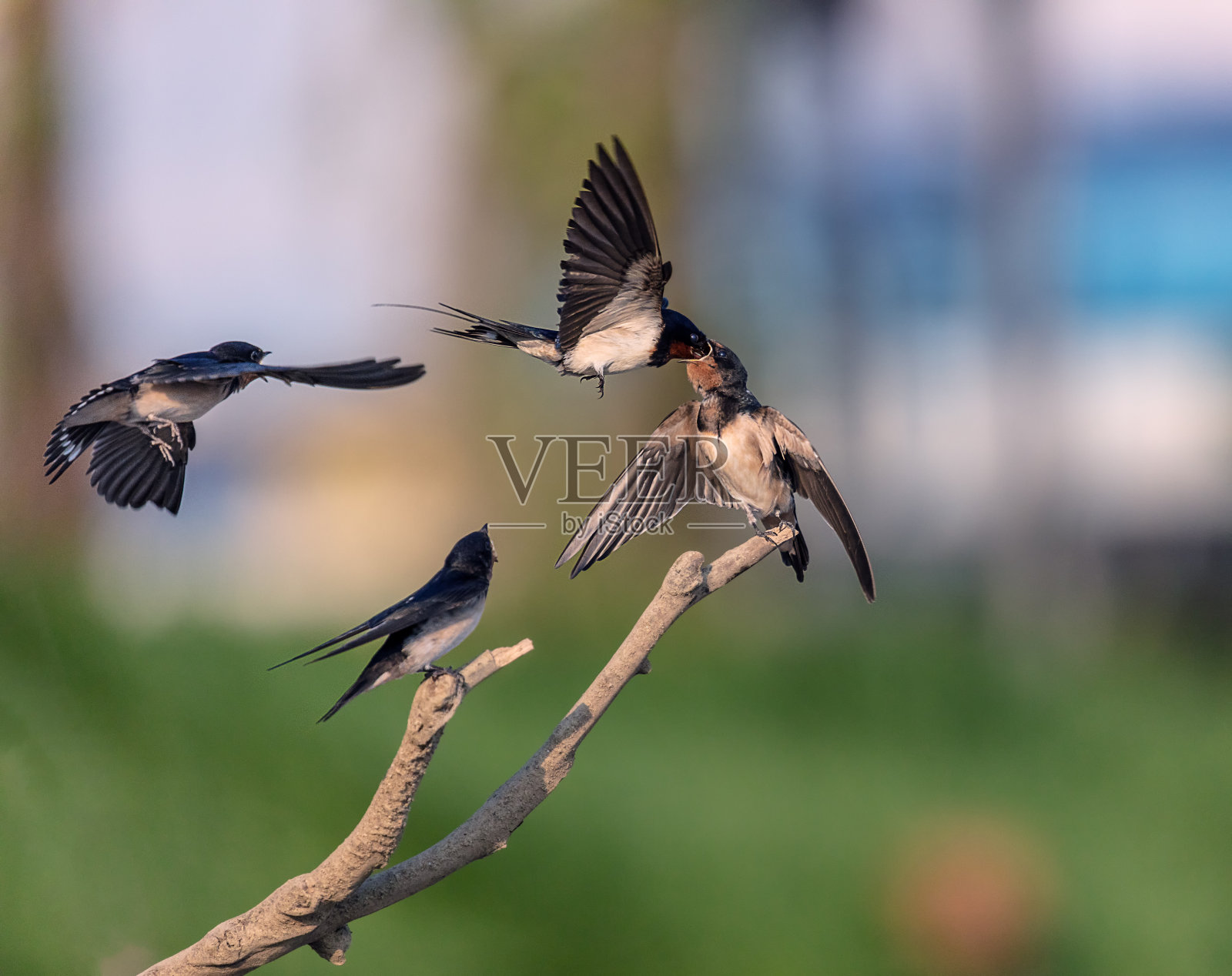 燕子妈妈喂小燕子照片摄影图片