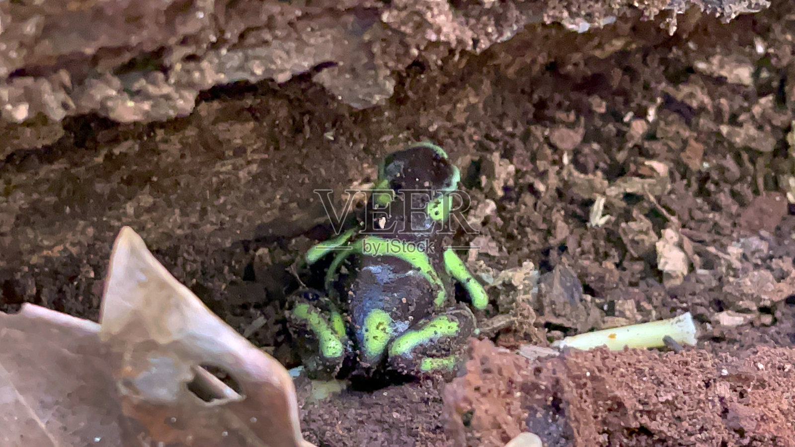 绿色和黑色的毒镖蛙，哥斯达黎加照片摄影图片