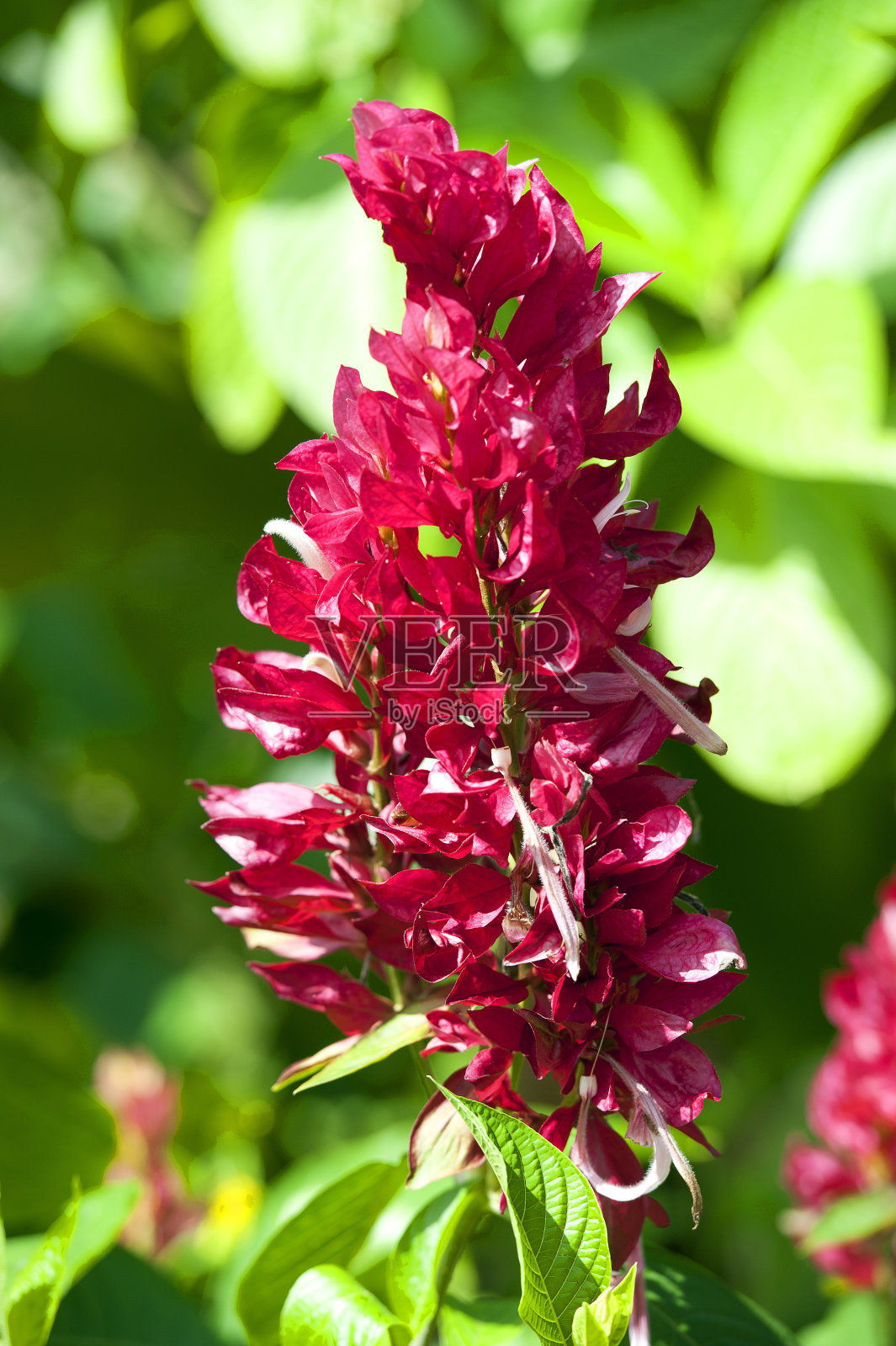 巴西红斗篷花，帕奎尔，哥斯达黎加照片摄影图片