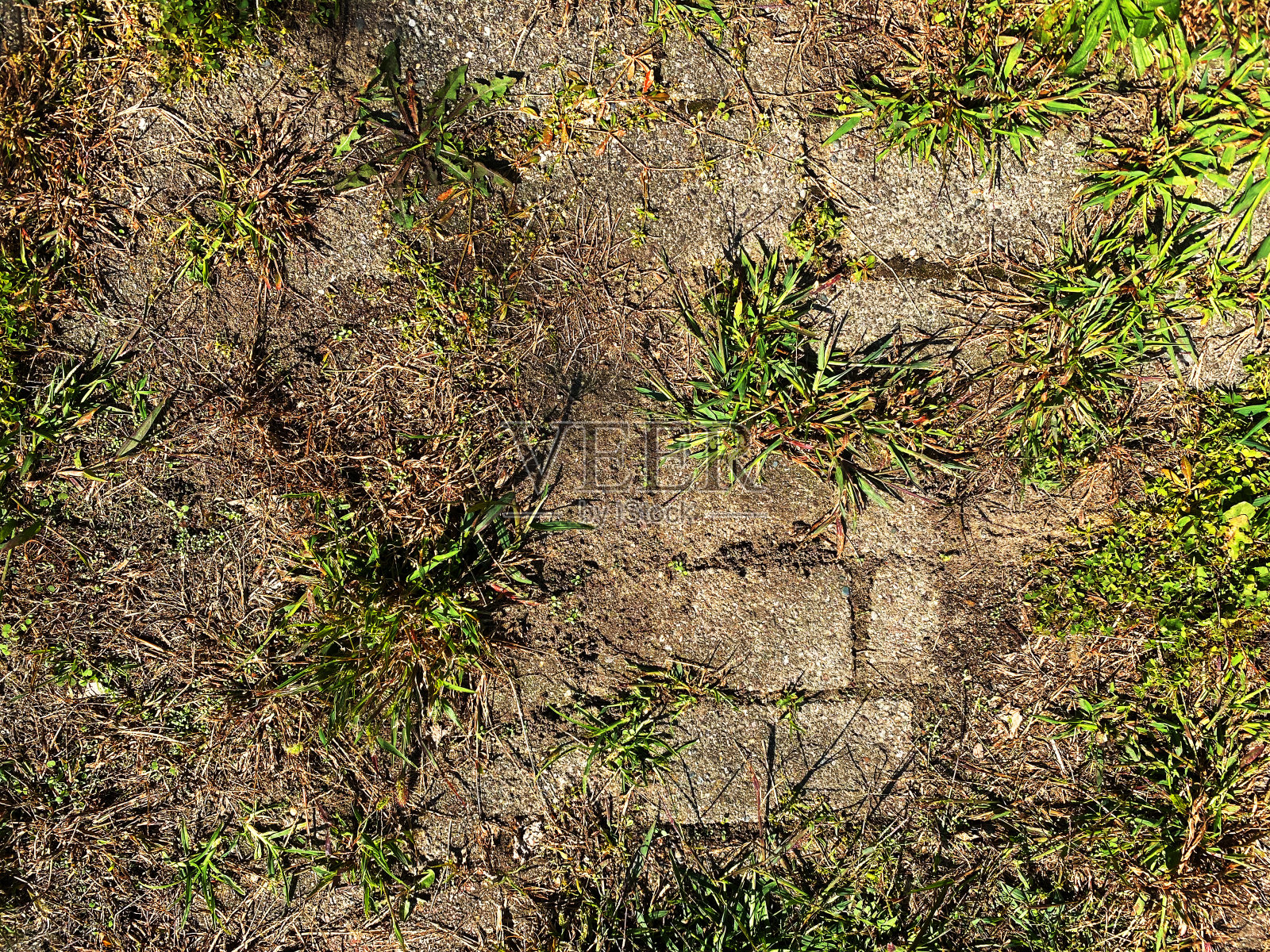 花园人行道杂草丛生的后院草坪草坪庭院泥土架空人行道照片摄影图片