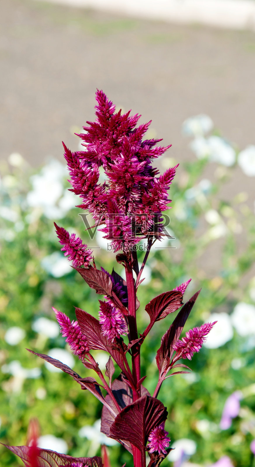 苋菜花或schiritsa(拉丁语Amaranthus)照片摄影图片