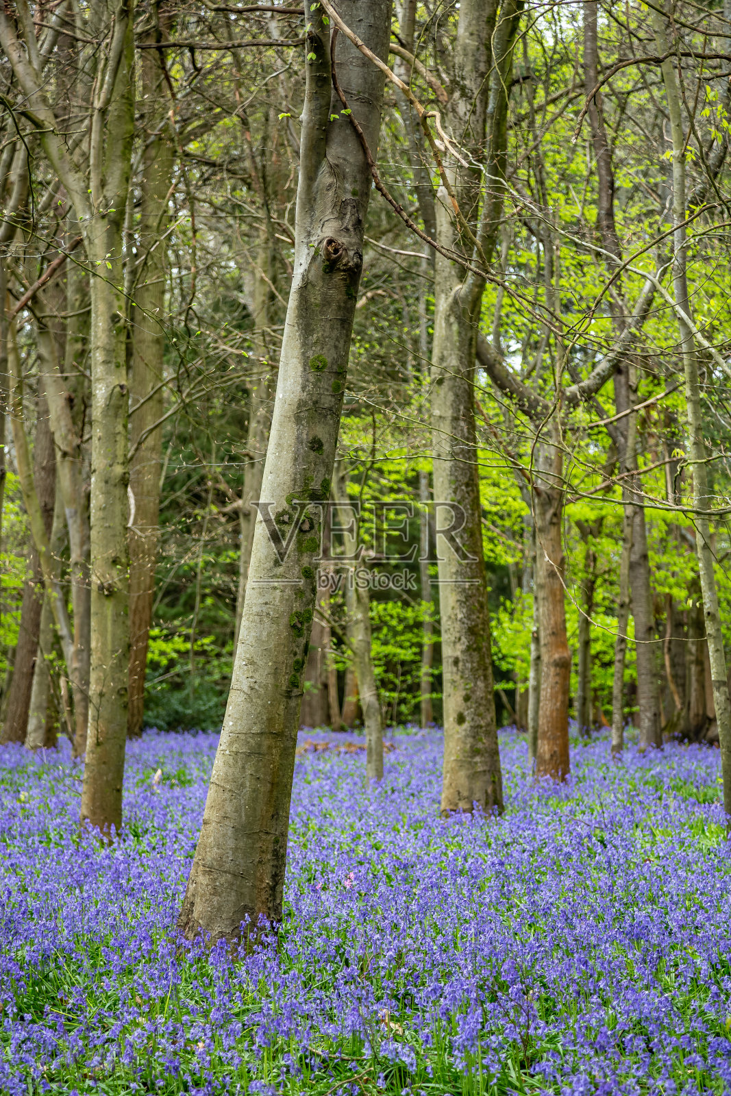 金铃花，英国萨里郡教堂伍德吉尔福德照片摄影图片