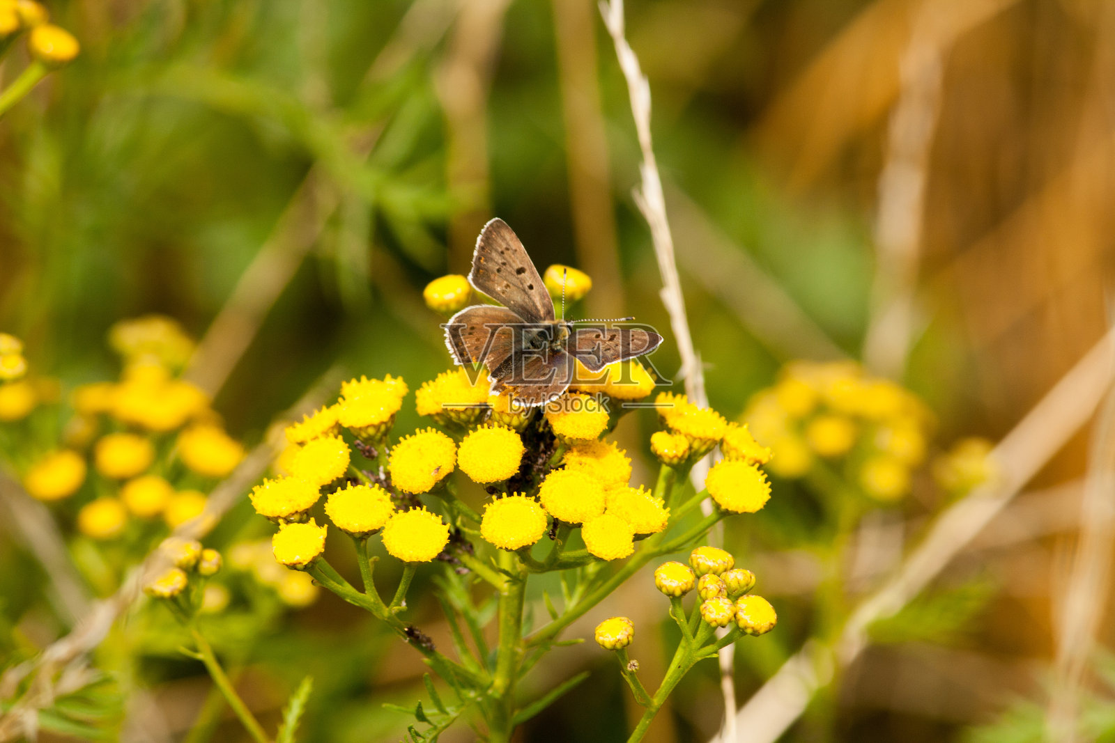 蝴蝶坐在地上晒太阳照片摄影图片
