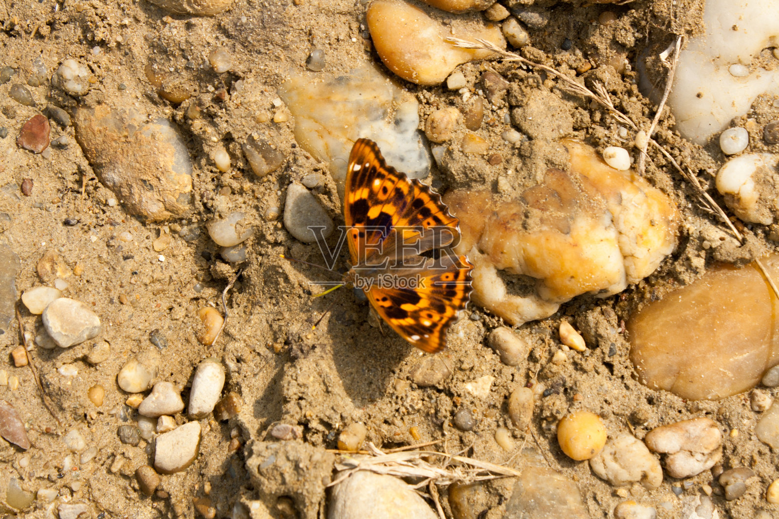 蝴蝶坐在地上晒太阳照片摄影图片