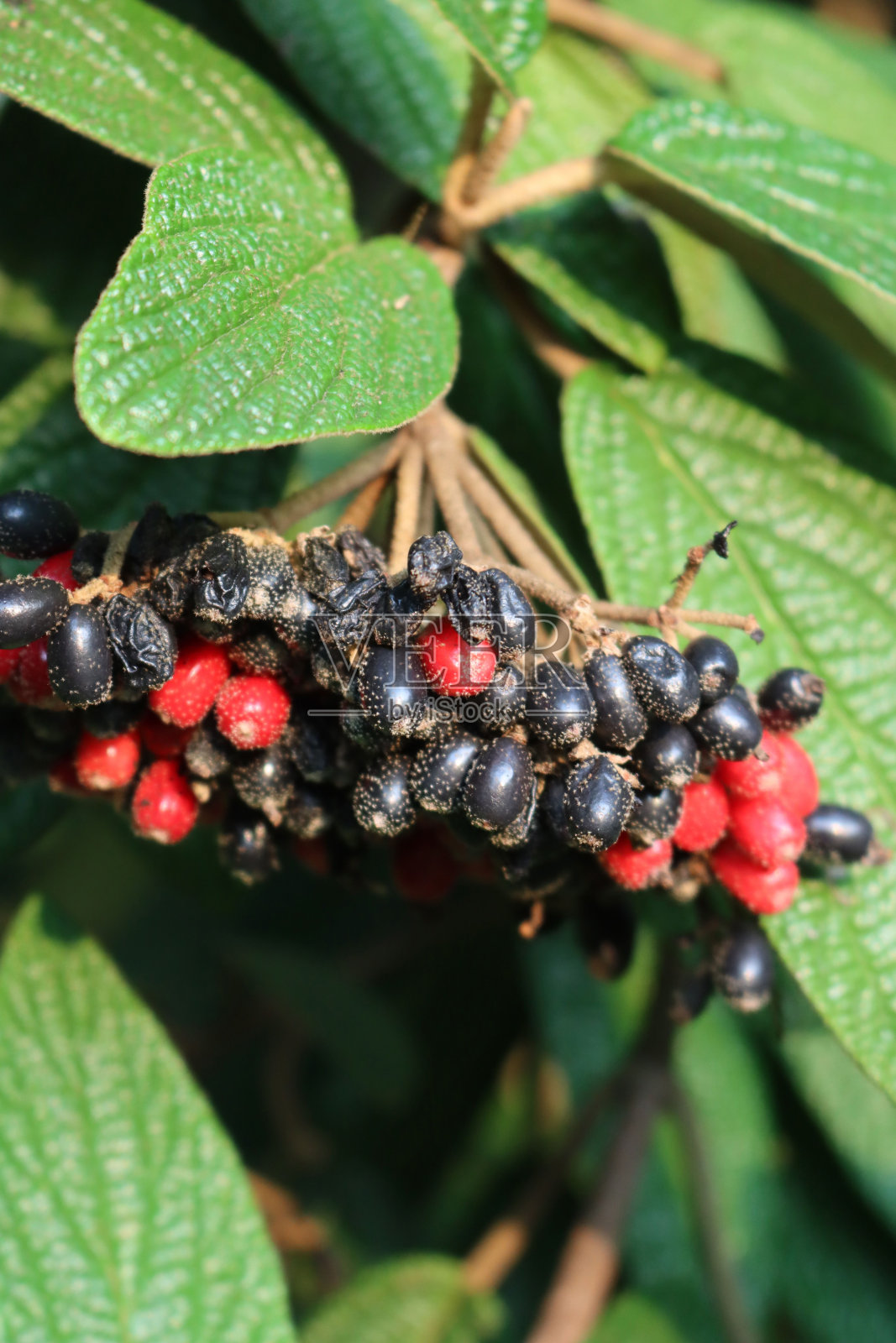 有红色和黑色浆果的荚蒾的特写照片摄影图片