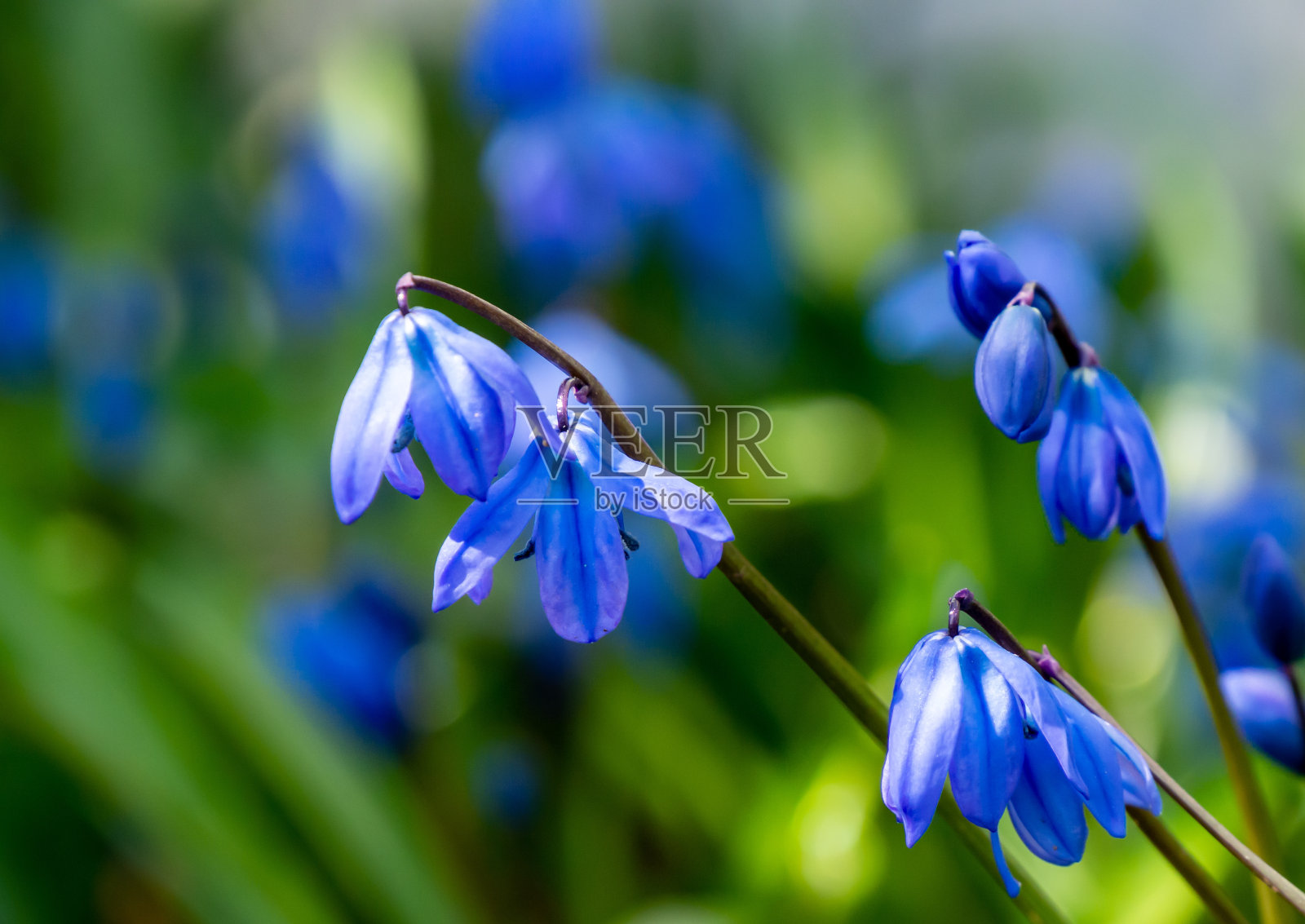 西伯利亚虾蛄的花照片摄影图片