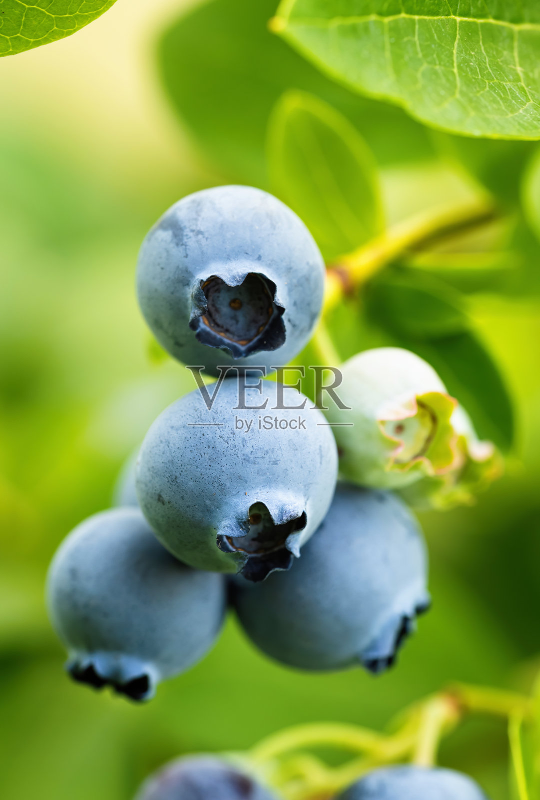 自家花园里成熟的蓝莓。生长在树枝上的新鲜水果。照片摄影图片