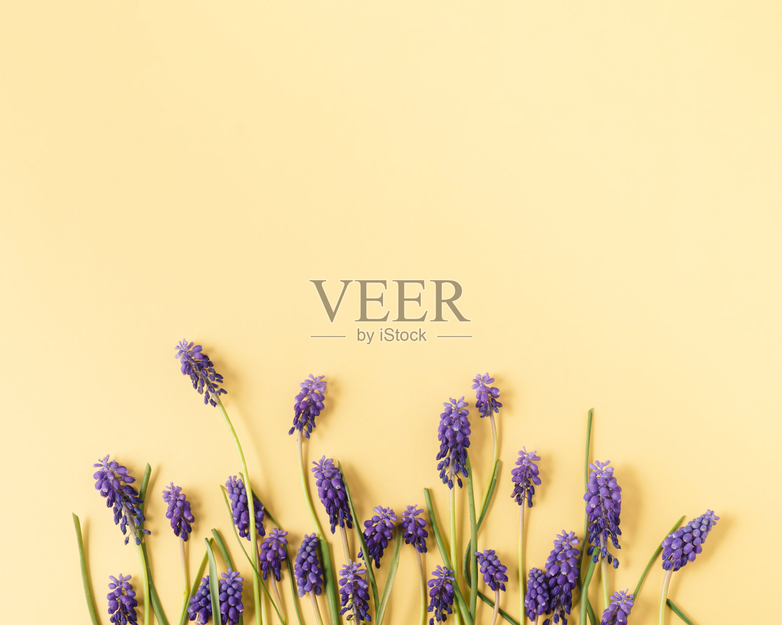 黄色背景上紫色花朵的水平组合。极简主义的想法。照片摄影图片