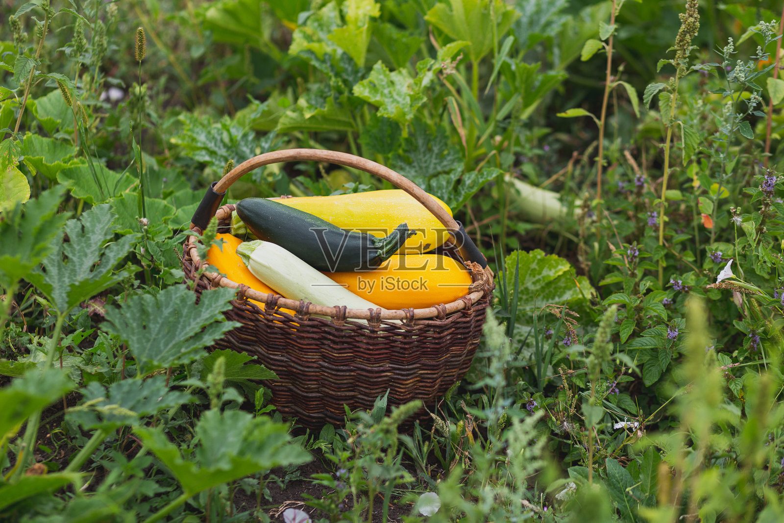 草地上放着一大篮刚摘的黄绿西葫芦照片摄影图片