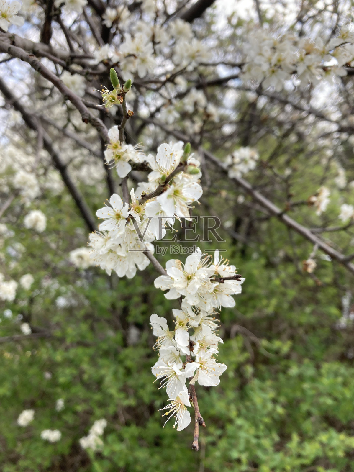 鸟李，俗称野生、鸟樱或甜樱桃照片摄影图片