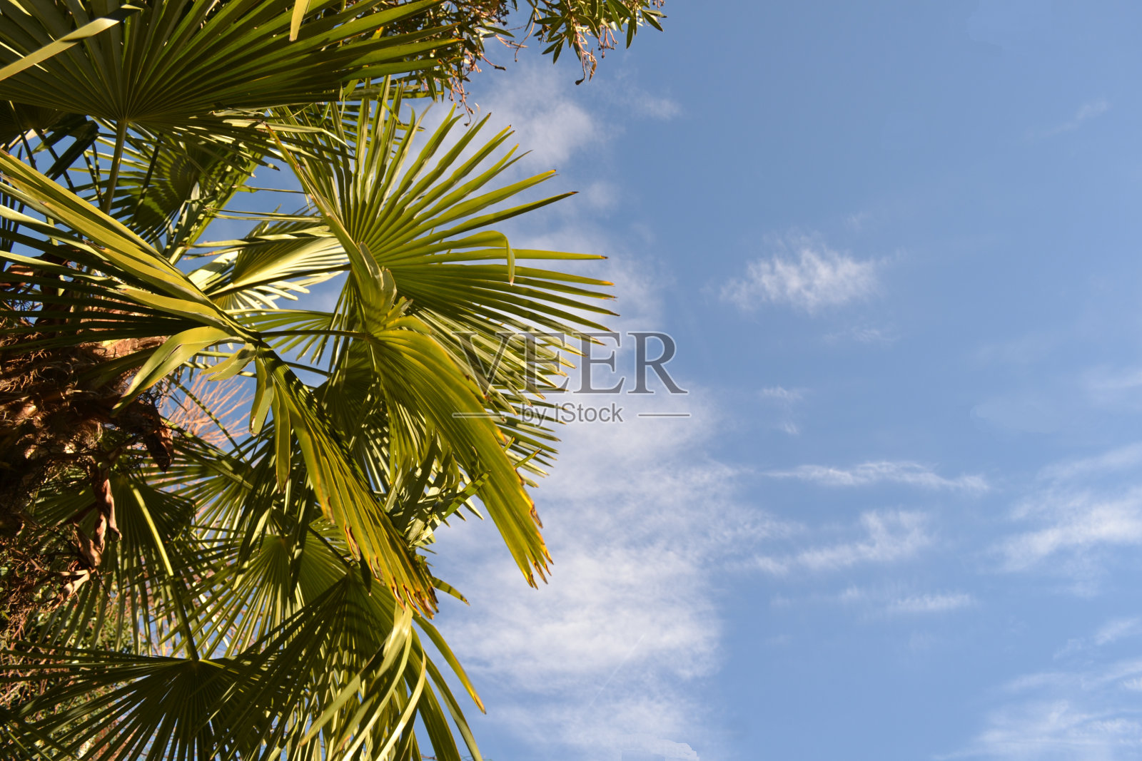 棕榈树和蓝色多云的天空。照片摄影图片
