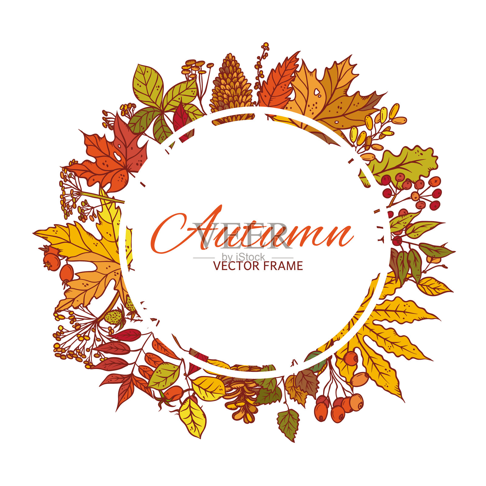 把秋天的树叶、球果和浆果放在一起设计元素图片