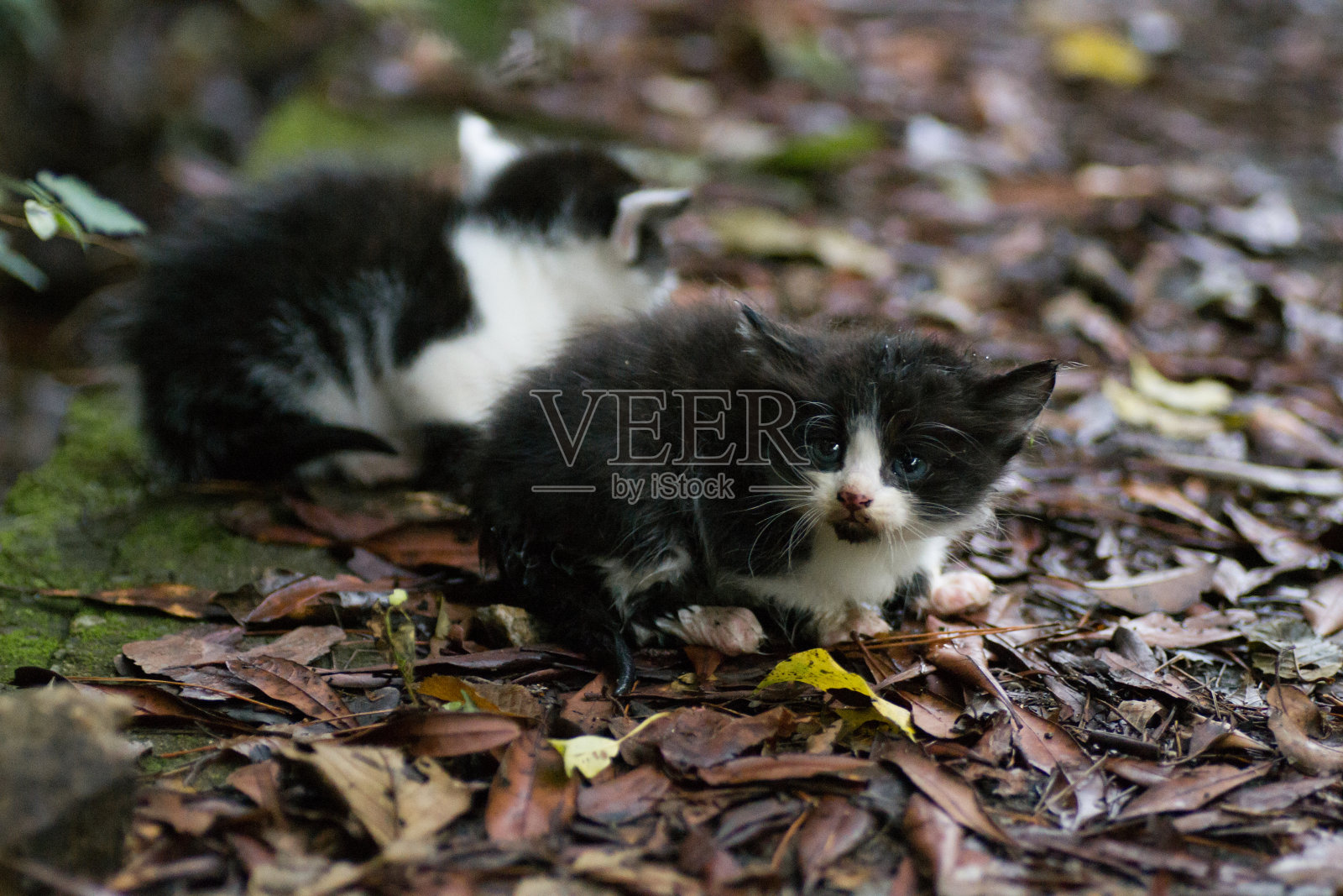 流浪猫小猫的照片照片摄影图片