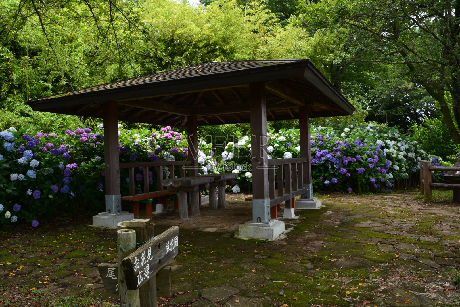 绣球花花园的凉亭照片摄影图片