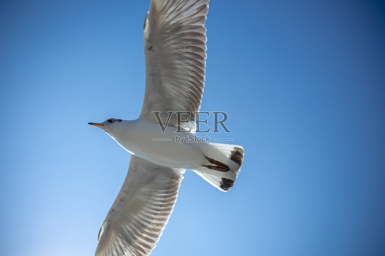 鸟照片摄影图片