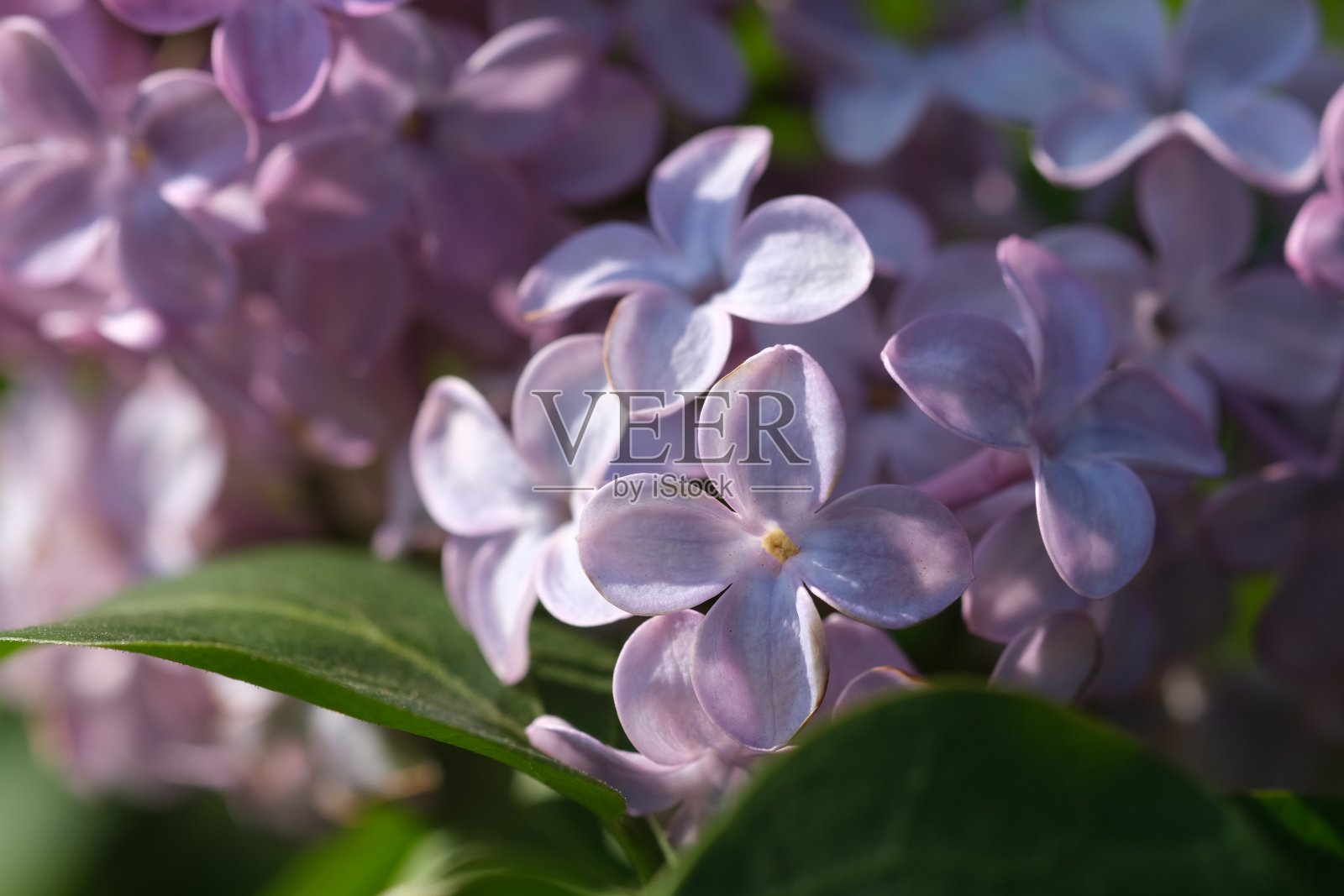 盛开的紫丁香枝上鲜艳的紫色花朵闭合，选择性集中。美丽新鲜的紫丁香花盛开在花园的绿叶自然背景下，近，选择性焦点。照片摄影图片
