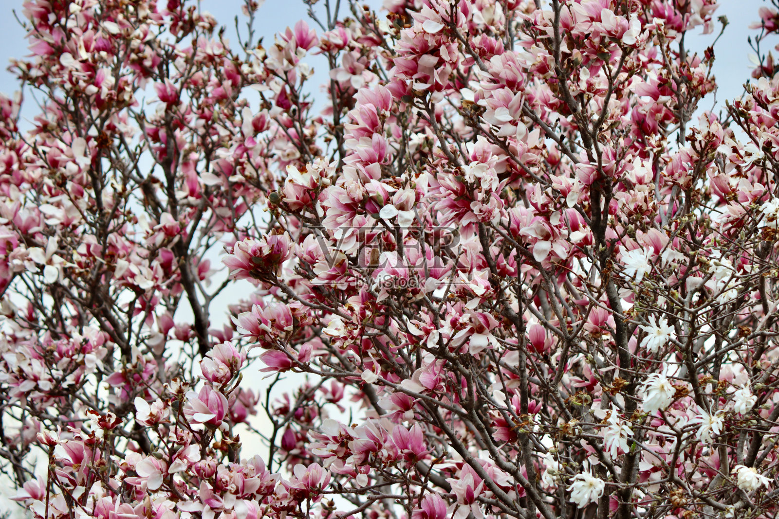 粉色开花的树照片摄影图片